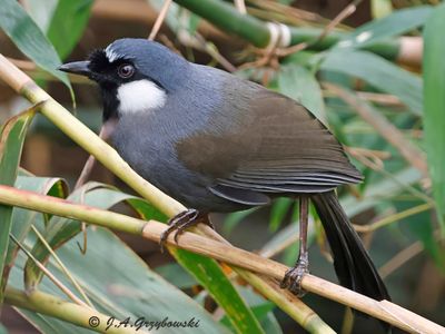 Black-throated Laughingthrush