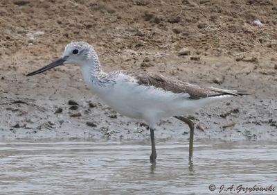Common Greenshank