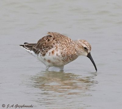 Curlew Sandpiper