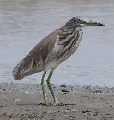 Java/Chinese Pond Heron