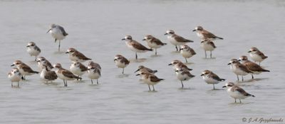 Tibetan Sand Plover