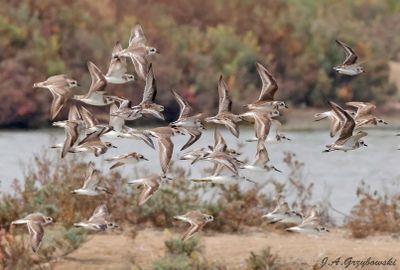 shorebird mix