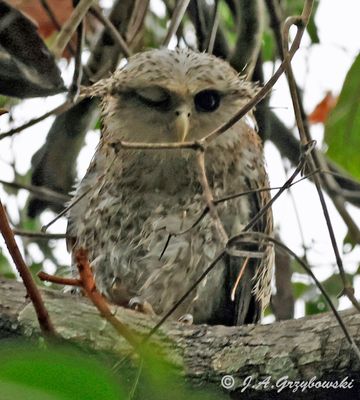 Spot-bellied Eagle Owl