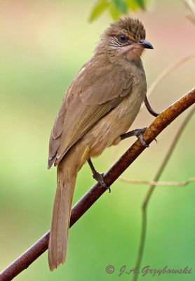 Streak-eared Bulbul