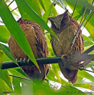 White-fronted Scops Owl