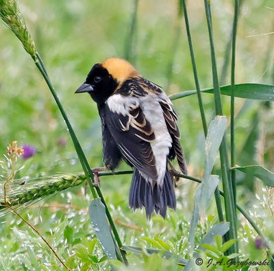 Bobolink