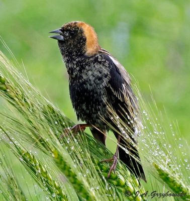 Blackbirds and allies