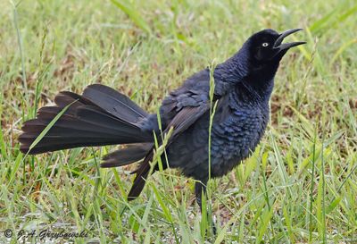 Great-tailed Grackle