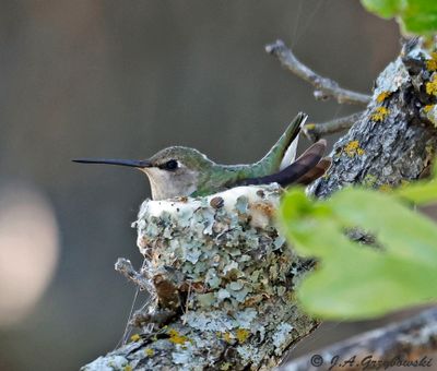Black-chinned Hummingbird