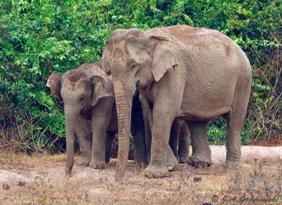 Asian Elephant (Elaphus maximus)