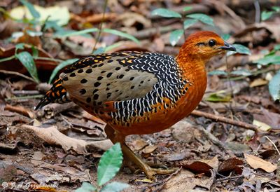 Ferruginous Partridge