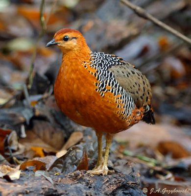 Ferruginous Partridge