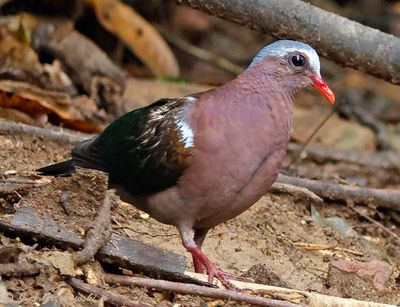 Emerald Dove