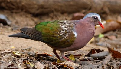 Emerald Dove