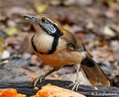 Greater Necklaced Laughingthrush