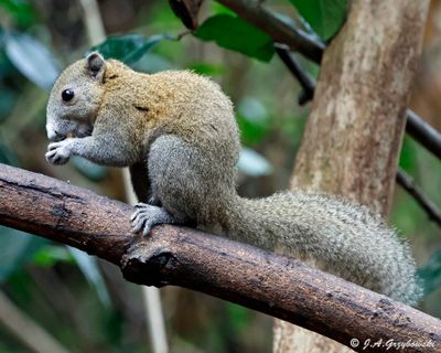 Grey-bellied Squirrel (Callosciurus caniceps)