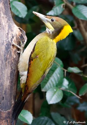 Greater Yellownape