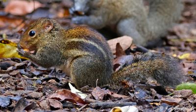 ndochinese Ground Squirrel (Menetes berdmorei)