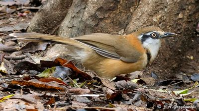 Lesser Necklaced Laughingthrush