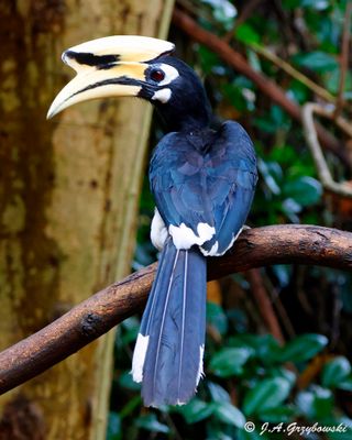 Oriental Pied Hornbill