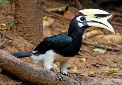 Oriental Pied Hornbill