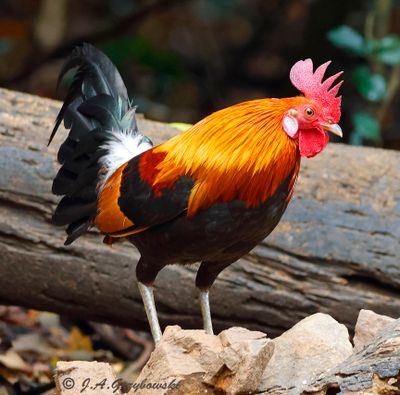 Red Jungle Fowl, Male
