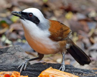 White-crested Laughingthrush