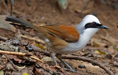 White-crested Laughingthrush