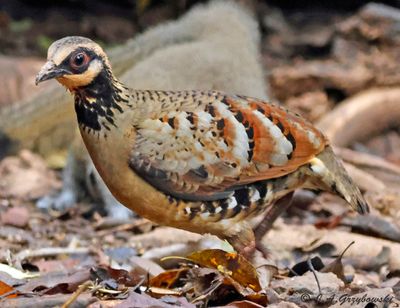 Bar-backed Partridge