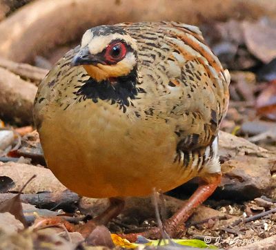 Bar-backed Partridge