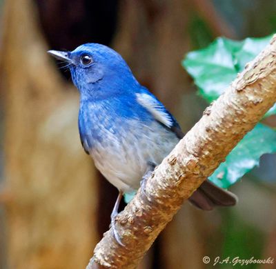 Hainan Blue Flycatcher male