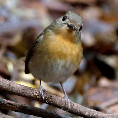 Hainan Blue Flycatcher female