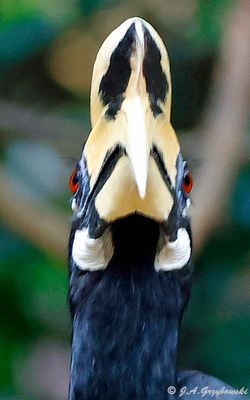 Oriental Pied Hornbill