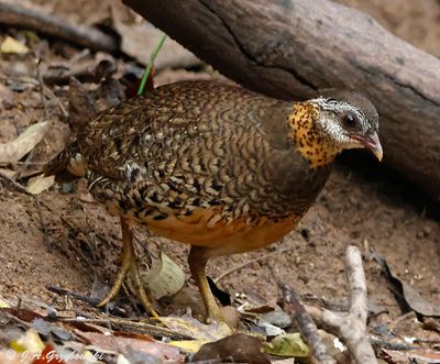Scaly-breasted Partridge