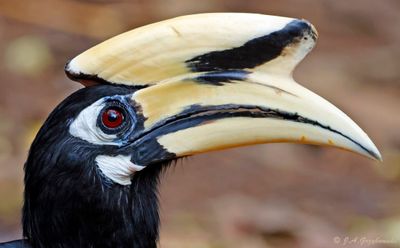 Oriental Pied Hornbill