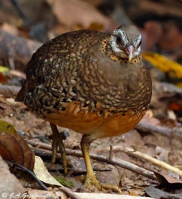 Scaly-breasted Partridge