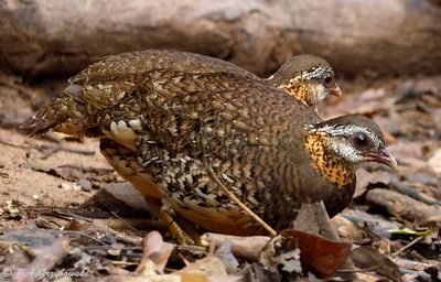 Grouse, Turkey and Quail