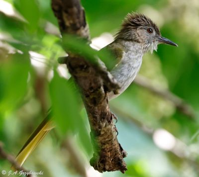 Mountain Bulbul