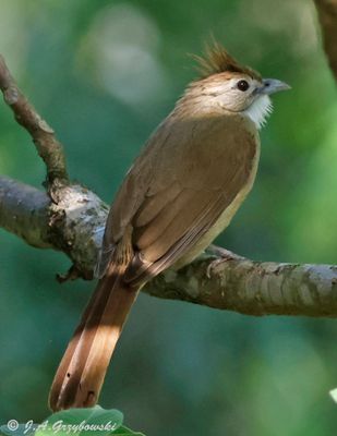 Ochraceous Bulbul