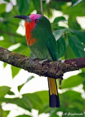 Thailand Nature