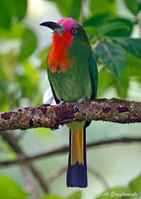 Red-bearded Bee-eater