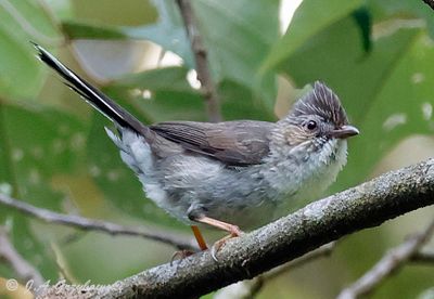 Kaeng Krachan NP
