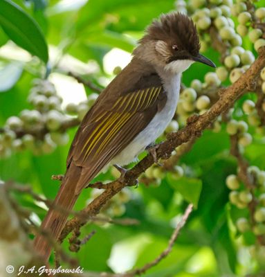 Ashy Bulbul