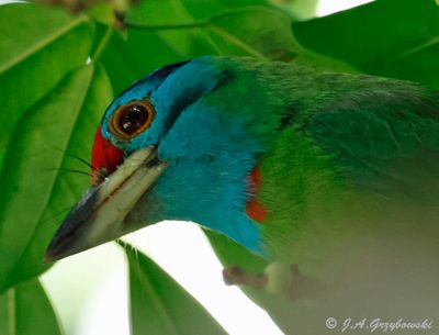 Blue-throated Barbet
