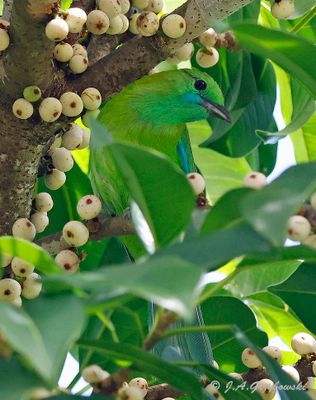 Blue winged Leafbird