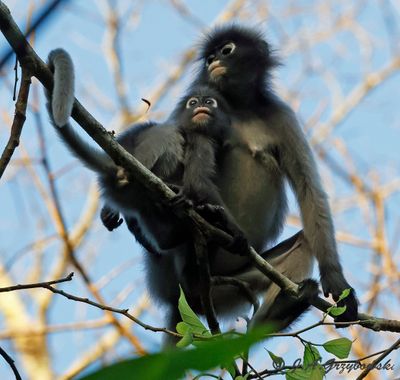 Dusky Langur (Semnopithecus obscurus)