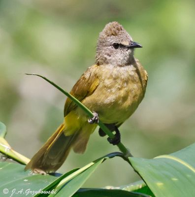 Kaeng Krachan NP