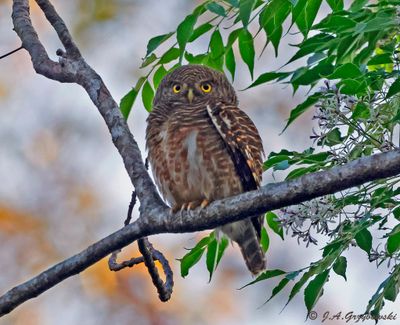 Asian Barred Owlet