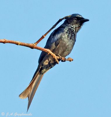 Bronzed Drongo