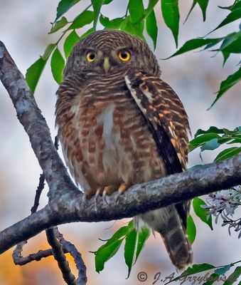Asian Barred Owlet